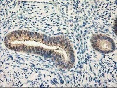 Immunohistochemistry: Calpain 9 Antibody (OTI3G10) - Azide and BSA Free [NBP2-71626] - Staining of paraffin-embedded Human endometrium tissue using anti-Calpain 9 mouse monoclonal antibody.