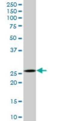 Western Blot: Calpain S1 Antibody [H00000826-B01P] - Analysis of Calpain S1 expression in human pancreas.