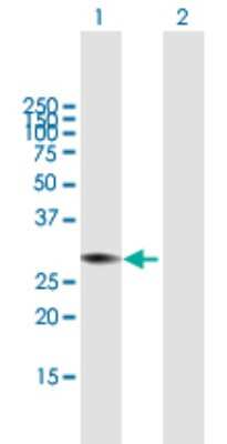 Western Blot: Calpain S1 Antibody [H00000826-B01P] - Analysis of Calpain S1 expression in transfected 293T cell line by Calpain S1 polyclonal antibody.  Lane 1: CAPNS1 transfected lysate(29.48 KDa). Lane 2: Non-transfected lysate.