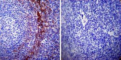 Immunohistochemistry-Paraffin: Calpastatin Antibody (2G11D6) [NB120-3515] - Normal biopsies of deparaffinized Human tonsil tissue.