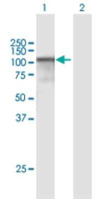 Western Blot: Calpastatin Antibody [H00000831-D01P] - Analysis of CAST expression in transfected 293T cell line by CAST polyclonal antibody.Lane 1: CAST transfected lysate(74.10 KDa).Lane 2: Non-transfected lysate.