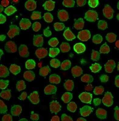 Immunocytochemistry/Immunofluorescence: Calponin 1 Antibody (CNN1/832 + CALP) - Azide and BSA Free [NBP2-47758] - Analysis of PFA-fixed K562 cells labeling Calponin using Calponin 1 Antibody (CNN1/832 + CALP) followed by Goat anti-Mouse IgG-CF488 (Green). The nuclear counterstain is Red Dot.
