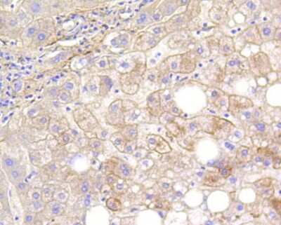 Immunohistochemistry-Paraffin: Calponin 1 Antibody (SI67-01) [NBP2-67401] - Analysis of paraffin-embedded mouse heart tissue using anti-Calponin antibody. Counter stained with hematoxylin.