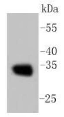 Western Blot: Calponin 1 Antibody (SI67-01) [NBP2-67401] - Analysis of Calponin on Hela cell lysates using anti-Calponin antibody at 1/1,000 dilution.