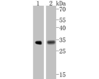 Western Blot: Calponin 1 Antibody (SI67-01) [NBP2-67401] - Western blot analysis of Calponin 1 on different lysates. Proteins were transferred to a PVDF membrane and blocked with 5% BSA in PBS for 1 hour at room temperature. The primary antibody (1/500) was used in 5% BSA at room temperature for 2 hours. Goat Ant