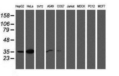 Western Blot: Calponin 2 Antibody (OTI2B5) - Azide and BSA Free [NBP2-70421] - Analysis of extracts (35ug) from 9 different cell lines by using anti-Calponin 2 monoclonal antibody.