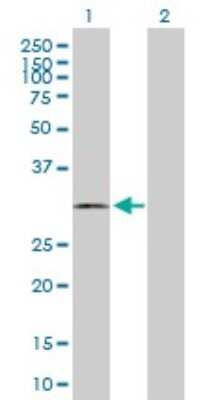 Western Blot: Calponin 2 Antibody [H00001265-B01P] - Analysis of CNN2 expression in transfected 293T cell line by CNN2 polyclonal antibody.  Lane 1: CNN2 transfected lysate(29.7 KDa). Lane 2: Non-transfected lysate.