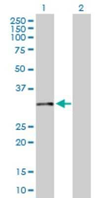 Western Blot: Calponin 2 Antibody [H00001265-D01P] - Analysis of CNN2 expression in transfected 293T cell line by CNN2 polyclonal antibody.Lane 1: CNN2 transfected lysate(29.50 KDa).Lane 2: Non-transfected lysate.