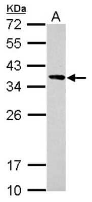 Western Blot: Calponin 2 Antibody [NBP2-15679] - Sample (30 ug of whole cell lysate) A: U87-MG 12% SDS PAGE gel, diluted at 1:10000.