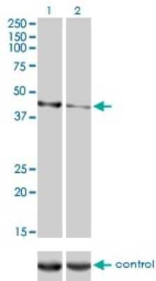 Western Blot: Calreticulin-2/CALR3 Antibody (4E3) [H00125972-M01] - Analysis of CALR3 over-expressed 293 cell line, cotransfected with CALR3 Validated Chimera RNAi ( Cat # H00125972-R01V ) (Lane 2) or non-transfected control (Lane 1). Blot probed with CALR3 monoclonal antibody (M01), clone 4E3 (Cat # H00125972-M01 ). GAPDH ( 36.1 kDa ) used as specificity and loading control.