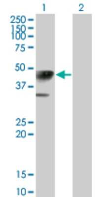 Western Blot: Calreticulin-2/CALR3 Antibody (4E3) [H00125972-M01] - Analysis of CALR3 expression in transfected 293T cell line by CALR3 monoclonal antibody (M01), clone 4E3.Lane 1: CALR3 transfected lysate(45 KDa).Lane 2: Non-transfected lysate.