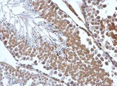 Immunohistochemistry-Paraffin: Calreticulin-2/CALR3 Antibody [NBP1-33337] - Paraffin-embedded mouse testis. Calreticulin 3 antibody  diluted at 1:500.