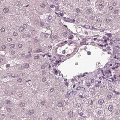 Immunohistochemistry-Paraffin Calreticulin-2/CALR3 Antibody - BSA Free