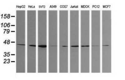 Western Blot: Calreticulin-2/CALR3 Antibody (OTI1E1) - Azide and BSA Free [NBP2-72380] - Analysis of extracts (35ug) from 9 different cell lines (HepG2: human; HeLa: human; SVT2: mouse; A549: human; COS7: monkey; Jurkat: human; MDCK: canine; PC12: rat; MCF7: human).