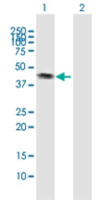 Western Blot: Calreticulin-2/CALR3 Antibody [H00125972-B01P] - Analysis of CALR3 expression in transfected 293T cell line by CALR3 polyclonal antibody.  Lane 1: CALR3 transfected lysate(42.24 KDa). Lane 2: Non-transfected lysate.