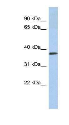Western Blot: Calreticulin-2/CALR3 Antibody [NBP1-57950] - Jurkat cell lysate, concentration 0.2-1 ug/ml.