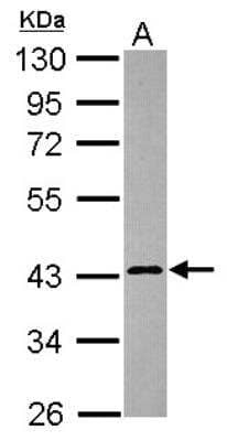 Western Blot: Calreticulin-2/CALR3 Antibody [NBP2-15680] - Sample (30 ug of whole cell lysate) A: U87-MG 10% SDS PAGE gel, diluted at 1:1000.
