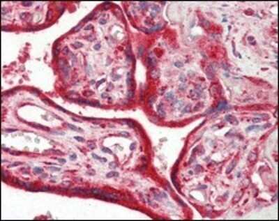 Immunohistochemistry-Paraffin: Calreticulin Antibody (1G6A7) - Azide and BSA Free [NBP2-80610] - Analysis of paraffin-embedded human placenta tissues using anti-Calreticulin mAb. Image from the standard format of this antibody.