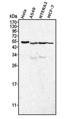 Western Blot: Calreticulin Antibody (1G6A7) - Azide and BSA Free [NBP2-80610] - Analysis of whole cell lysates from HeLa, A549, NTERA2 and MCF-7 using Calreticulin antibody clone 1G6A7. The antibody generated a specific band of Calreticulin protein at ~48 kDa molecular weight position. Image from the standard format of this antibody.