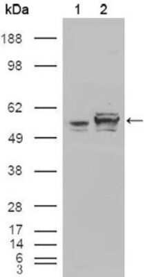 Western Blot: Calreticulin Antibody (1G6A7) - Azide and BSA Free [NBP2-80610] - Analysis using Calreticulin mouse mAb against HEK293T cells transfected with the pCMV6-ENTRY control (1) and pCMV6-ENTRY Calreticulin cDNA (2). Image from the standard format of this antibody.