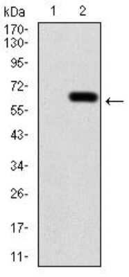Western Blot: Calretinin Antibody (1F5H1) [NBP2-52426] - Analysis using CALB2 mAb against HEK293 (1) and CALB2 (AA: 1-271)-hIgGFc transfected HEK293 (2) cell lysate.