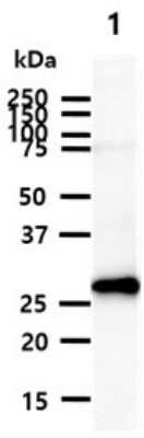 Western Blot: Calretinin Antibody (5C5) [NBP2-59473] - Lane 1: Mouse brain lysates