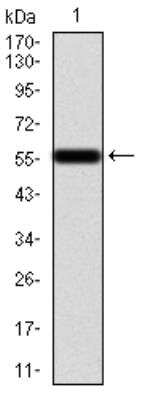 Western Blot: Calretinin Antibody (5E9B6) [NBP2-52427] - Analysis using Calretinin mAb against human CALB2 (AA: 1-271) recombinant protein. (Expected MW is 57.5 kDa).