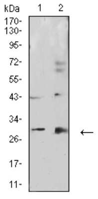Western Blot: Calretinin Antibody (7H1G3) [NBP2-61720] - Analysis using CALB2 mouse mAb against HepG2 (1) and COS7 (2) cell lysate.