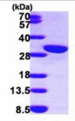 SDS-Page: Calretinin Protein [NBP1-48344] - 15% SDS-PAGE.