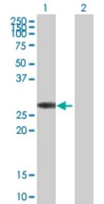 Western Blot: Calsenilin Antibody [H00030818-B01P] - Analysis of KCNIP3 expression in transfected 293T cell line by KCNIP3 polyclonal antibody.  Lane 1: CSEN transfected lysate(28.16 KDa). Lane 2: Non-transfected lysate.