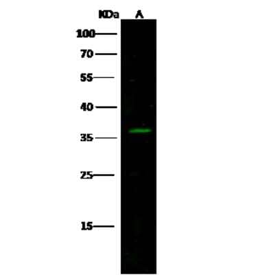 Western Blot: Calsenilin Antibody [NBP3-00359] - Anti-Calsenilin rabbit polyclonal antibody at 1:500 dilution. Lane A: Mouse heart Tissue Lysate. Lysates/proteins at 30 ug per lane. Secondary Goat Anti-Rabbit IgG H&L (Dylight 800) at 1/10000 dilution. Developed using the Odyssey technique. Performed under reducing conditions. Predicted band size: 28 kDa. Observed band size: 36 kDa