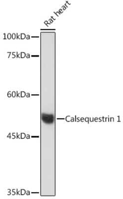 Western Blot Calsequestrin 1 Antibody (5P6U2)