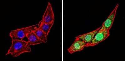 Immunocytochemistry/Immunofluorescence: Calsequestrin 1 Antibody [NB120-3516] - Analysis of Calsequestrin (green) showing staining in the cytoplasm and nucleus of C2C12 cells (right) compared to a negative control without primary antibody (left).