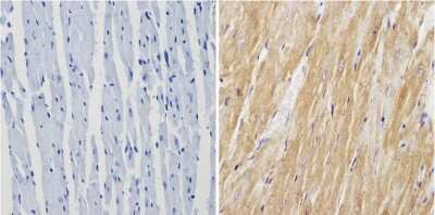 Immunohistochemistry-Paraffin: Calsequestrin 1 Antibody [NB120-3516] - Analysis showing positive staining in the cytoplasm of paraffin-treated Mouse heart tissue (right) compared with a negative control in the absence of primary antibody (left).