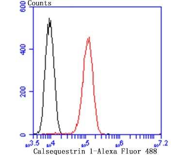 Flow Cytometry: Calsequestrin 1 Antibody (JB57-37) [NBP2-75429] - Analysis of C2C12 cells with Calsequestrin 1 antibody at 1/100 dilution (red) compared with an unlabelled control (cells without incubation with primary antibody; black). Alexa Fluor 488-conjugated goat anti rabbit IgG was used as the secondary antibody.