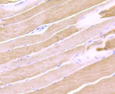 Immunohistochemistry-Paraffin: Calsequestrin 1 Antibody (JB57-37) [NBP2-75429] - Analysis of paraffin-embedded rat skeletal muscle tissue using anti-Calsequestrin 1 antibody. Counter stained with hematoxylin.