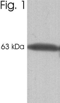 Western Blot: Calsequestrin 1 Antibody (VIIID12) [NB120-2824] - Analysis of canine skeletal muscle extract.