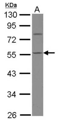 Western Blot: Calsequestrin 1 Antibody [NBP2-15682] - Sample (30 ug of whole cell lysate) A: HepG2 10% SDS PAGE gel, diluted at 1:1000.
