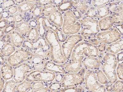 Immunohistochemistry-Paraffin: Calsyntenin-1 Antibody [NBP2-97117] - Immunochemical staining of human Calsyntenin-1 in human kidney with rabbit polyclonal antibody (1:2000, formalin-fixed paraffin embedded sections).