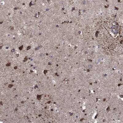Immunohistochemistry-Paraffin: Calsyntenin-1 Antibody [NBP3-17025] - Staining of human cerebral cortex shows high expression.