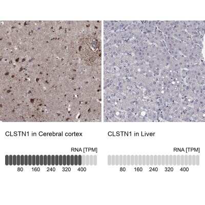 Immunohistochemistry-Paraffin: Calsyntenin-1 Antibody [NBP3-17025] - Analysis in human cerebral cortex and liver tissues using Anti-CLSTN1 antibody. Corresponding CLSTN1 RNA-seq data are presented for the same tissues.