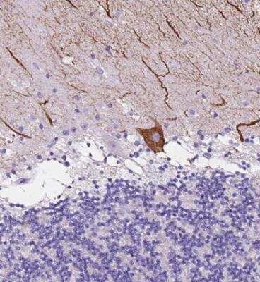 Immunohistochemistry-Paraffin: Calsyntenin-2 Antibody [NBP1-85705] - Staining of human cerebellum shows strong cytoplasmic positivity in Purkinje cells.