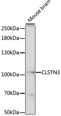 Western Blot: Calsyntenin-3 Antibody [NBP2-92260] - Analysis of extracts of mouse brain, using Calsyntenin-3 at 1:1000 dilution.Secondary antibody: HRP Goat Anti-Rabbit IgG (H+L) at 1:10000 dilution.Lysates/proteins: 25ug per lane.Blocking buffer: 3% nonfat dry milk in TBST.Detection: ECL Basic Kit .Exposu