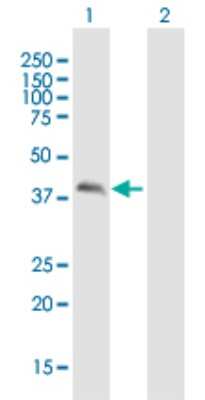 Western Blot: Calumenin Antibody [H00000813-B01P] - Analysis of CALU expression in transfected 293T cell line by CALU polyclonal antibody.  Lane 1: CALU transfected lysate(34.65 KDa). Lane 2: Non-transfected lysate.