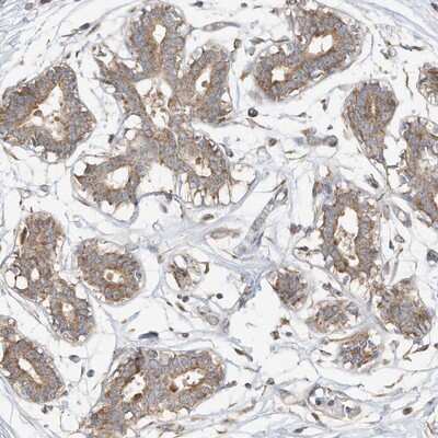 Immunohistochemistry-Paraffin: Cancer Antigen 1 Antibody [NBP1-88736] - Staining of human breast shows moderate cytoplasmic positivity in glandular cells.