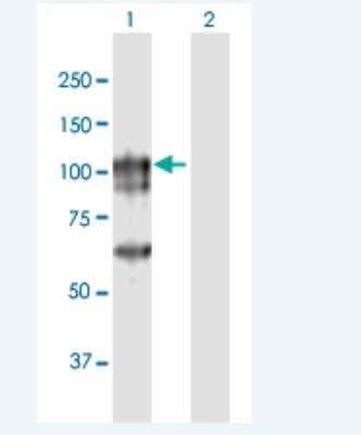 Western Blot: Cancer Antigen 1 Antibody [H00285782-B01P-50ug] - Analysis of CAGE1 expression in transfected 293T cell line by CAGE1 MaxPab polyclonal antibody.  Lane 1: CAGE1 transfected lysate(77 KDa). Lane 2: Non-transfected lysate.