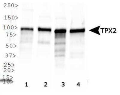 Western Blot: Cancer Cell Development Antibody Pack [NBP1-78940] - Analysis of TPX2 expression in 1) HeLa, 2) Ntera2, 3) K-562 and 4) Raji whole cell lysates using NB500-179.