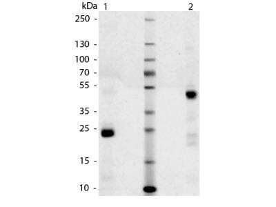 SDS-Page: Canine IgG F(ab) Isotype Control [NBP1-97024] - SDS-Page of Canine IgG Fab Fragment. Lane 1: Canine Fab - Reduced. Lane 2: Canine Fab - Non-reduced. Load: 1.0 ug per lane. Predicted/Observed size: 25 kDa - Reduced, 50 kDa - Non-reded for Fab fragment. Other band(s): None.