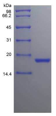 SDS-Page: Canine SCF/c-kit Ligand Protein [NBP2-34912]