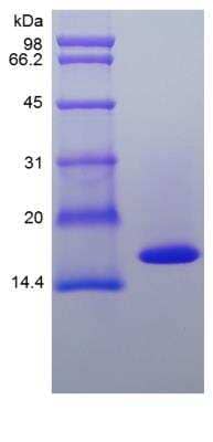 SDS-Page: Canine TNF-alpha Protein [NBP2-34916]